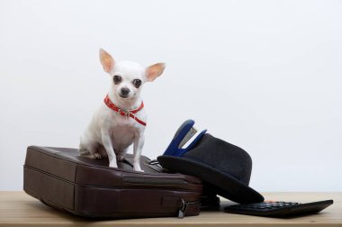 Küçük beyaz bir Chihuahua köpeği deri bir evrak çantasının üzerine oturur, ve yanında siyah stil bir şapka, bir muhasebe hesap makinesi ve bir zımba bulunur. Ofis çalışanı olarak küçük beyaz bir köpeğin fotoğrafı..