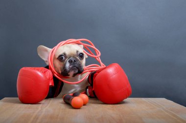 Siyah ağızlık, büyük kulaklar ve gözler, beyaz bir şapka içinde oturan ve kırmızı deri boks eldivenleri ve gri bir duvara karşı ip atlayan bir Fransız buldog cinsi köpek. Stüdyo fotoğrafı