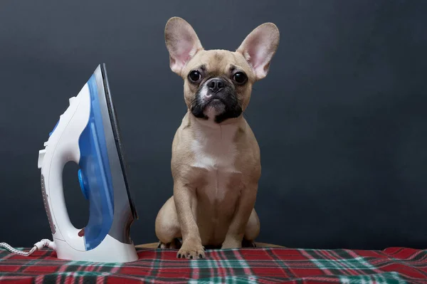 Dog bulldog irons linen with an electric iron posing at home on an ironing board on a black background. French bulldog looks at the camera.