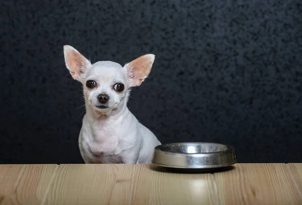 Küçük beyaz bir köpek olan Chihuahua ahşaptan yapılmış ahşap bir masada oturur ve dümdüz ileriye bakar. Masanın yanında yiyecek için boş demir bir kase var.