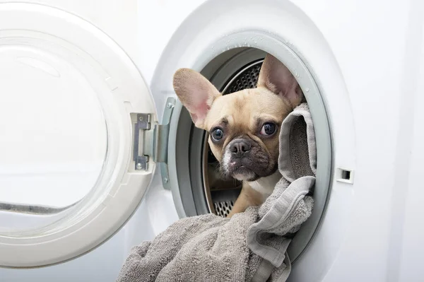 A French Bulldog peeks out of the open door of the washing machine with its neck outstretched and ready to go out. Laundry at home.