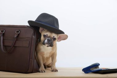Deri bir iş çantasının yanındaki Bulldog kafasında siyah bir şapka tutuyor ve kameraya bakıyor. Genç bir köpeğin ifade edici bir ağızlık ile stüdyo fotoğrafı..