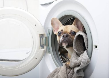 Çamaşır makinesindeki bir Fransız Bulldog 'u, ıslak kıyafetlerin arasında kahramanca bir bakışla kapıdan dışarı bakar. Evde çamaşır yıkama.