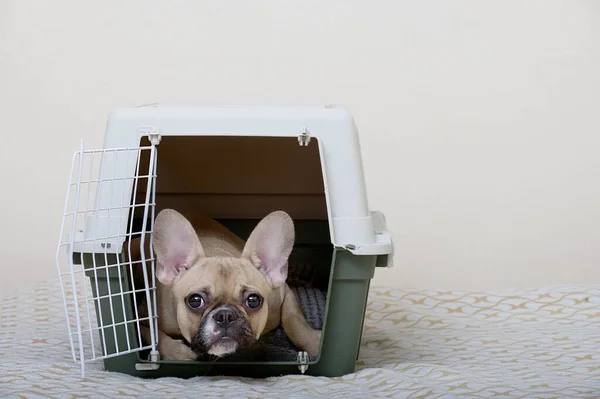 Fransız Bulldog cinsinden bir köpek, hayvanları taşımak için büyük bir plastik kutunun içinde uzanıyor ve yumuşak bir yatakta yatarken kameraya dikkatlice bakıyor. Köpek yola çıkmaya hazır..