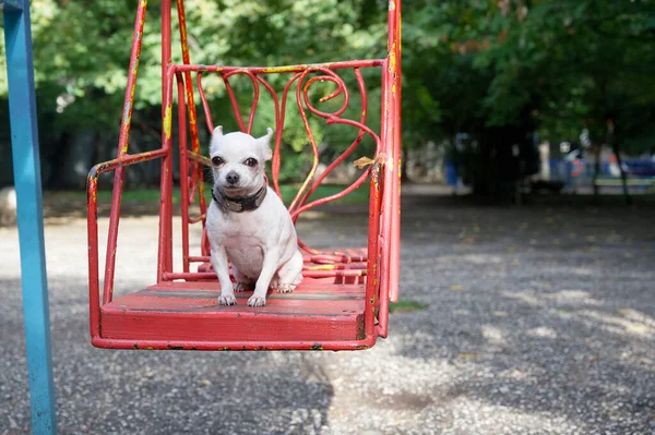 A small white chihuahua dog in a good mood rides on a playground swing on a sunny morning. The dog is looking into the camera.