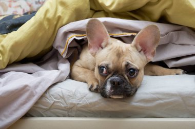 Komik, siyah bir ağızlık takmış, yumuşak sıcak battaniyelerle kaplı sıcak bir yastığın üzerine uzanmış ve düşünceli bir şekilde yana bakan buldog cinsi bir köpek. Köpek yatmaya hazırlanıyor..