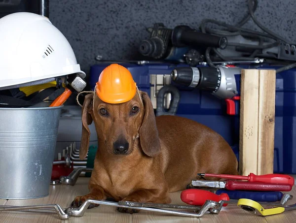 On Labor Day, a dachshund dog lies among construction tools, and the dog wears a construction helmet on its head. Photographing in the studio.