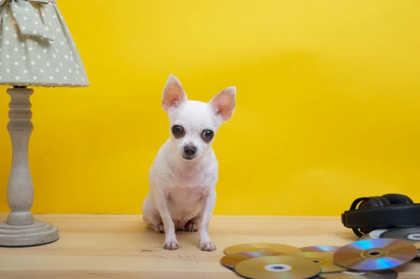A small white chihuahua dog with big eyes sits against a yellow wall under a cozy vintage lamp next to big black headphones and scattered music CDs. Studio photo of a dog that loves music.