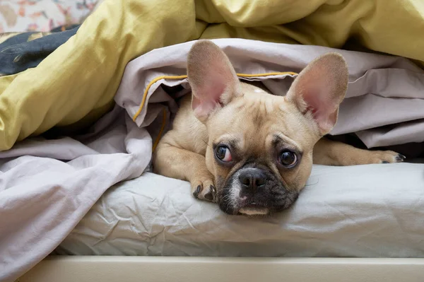 A french bulldog breed dog with a funny black muzzle lies on a cozy large pillow covered with soft warm blankets and looks thoughtfully to the side. The dog is getting ready for bed.