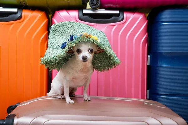 purebred white Chihuahua with a funny muzzle with big black eyes sits posing against the background of coloured suitcases with a green straw hat on attentively looks into the camera. Studio photo