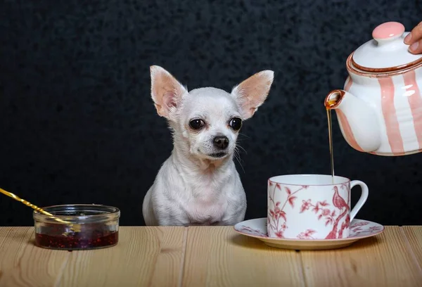 Küçük bir chihuahua köpeğinin çay partisi. Beyaz köpek Chihuahua cinsi, ahşap bir masada oturmuş dalgın dalgın bakıyor. Yakınlarda çilek reçelli bir çay tabağı ve çaydanlıktan çay dökülen bir köpek var..