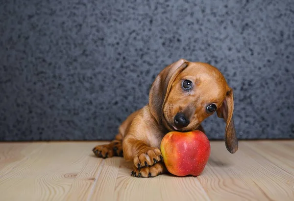 Genç kahverengi bir dachshund eğlenceli bir şekilde olgun bir elmayı kemirmeye çalışıyor, dikkatlice kameraya bakıyor. Meyve yiyen aç bir köpeğin stüdyo fotoğrafı..