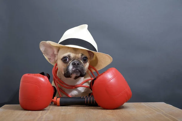Kırmızı boks eldivenli bir Fransız Bulldog köpeği boynunda kırmızı bir ip ve kafasında şık bir şapka ile dövüş başlamadan önce ahşap bir masada otururken poz veriyor..