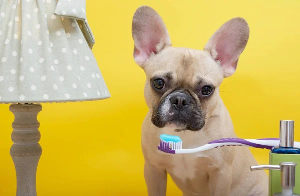 A French Bulldog breed dog with big eyes and ears brushes his teeth with blue paste while sitting against a yellow wall near a cozy vintage lamp with a green shade. The puppy carefully looks at the toothbrush and poses.