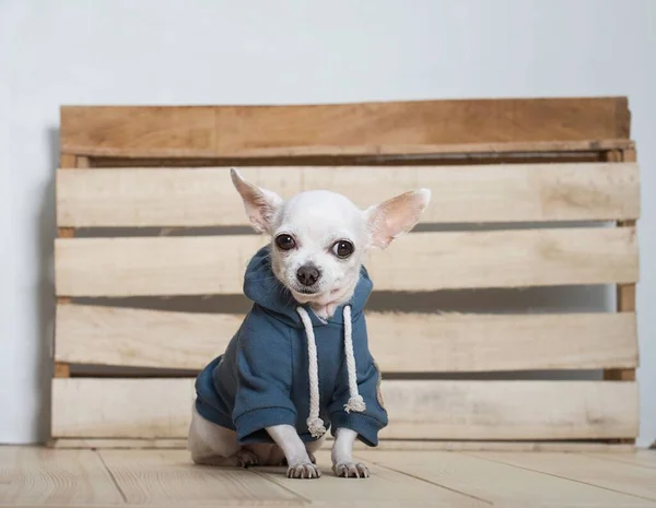 Amazing small white chihuahua dog with a smile on his face sits in a warm blue winter jacket and looks proudly into the camera.