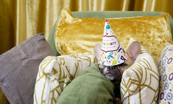 A French Bulldog breed dog with funny black muzzle lies among different coloured soft pillows with large black eyes tired after a birthday celebration, feels happy. Studio photo of a French bulldog.