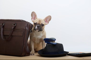 Deri iş çantasının yanında bir bulldog köpeği kameraya bakar ve yanında siyah şık bir şapka vardır. Genç bir köpeğin ifade edici bir ağızlık ile stüdyo fotoğrafı..