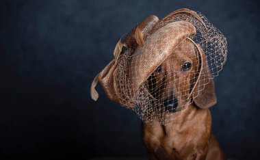 Fashionable dachshund hunting dog in a stylish designer hat with a veil looks straight and poses on a black studio background. Studio shot of a dog in a hat show.