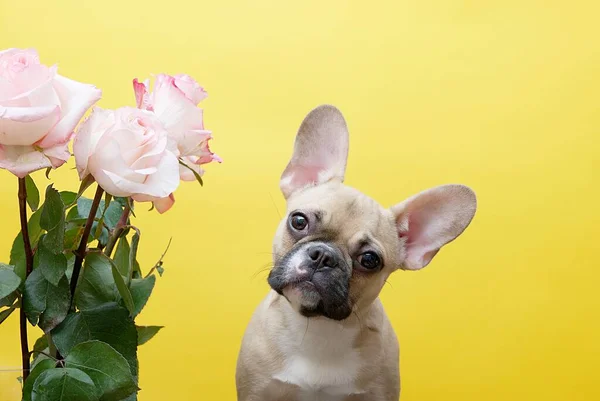 A small bouquet of beautiful pink roses and a bulldog dog that funny bowed its head while sitting on a yellow studio background. Lots of space for text.