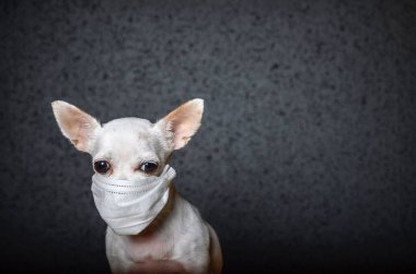 Yüzündeki küçük bir Chihuahua köpeği virüse karşı korumak için beyaz bir sargı bezi giyiyor. Siyah arka plan, üzgün bir köpek bakışı..