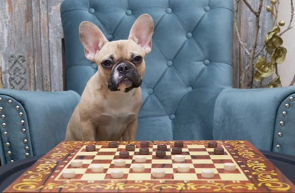 A dog breed bulldog plays checkers sitting at home in a cozy armchair in the living room next to the board on which the checkers are placed. The dog is addicted to the game.