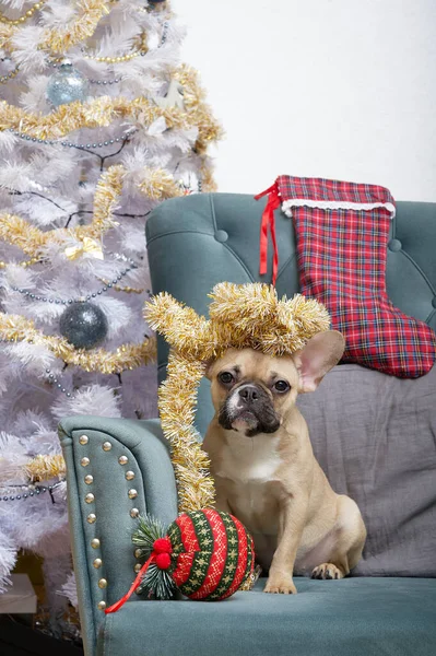 A French Bulldog breed dog with golden long Christmas garlands on its head sits next to a Christmas tree among a variety of toys, ready to meet the holiday. Dog waiting for Christmas and New Year.