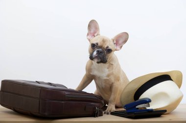 Bir bulldog köpeği deri bir iş çantası ve yanında bir şapka yanında oturur. Genç bir köpeğin ifade edici bir ağızlık ile stüdyo fotoğrafı..