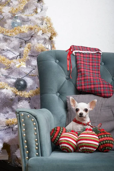 A small white Chihuahua dog with a lot of Christmas decorations lies next to a smart Christmas tree in an armchair among a festive elegant interior. The dog is waiting for gifts for the New Year.