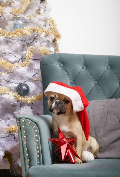 A bulldog dog in a Santa Claus hat and a Christmas toy in the form of a large red star sits next to a smart Christmas tree in an armchair among the festive interior. The dog is waiting for gifts.