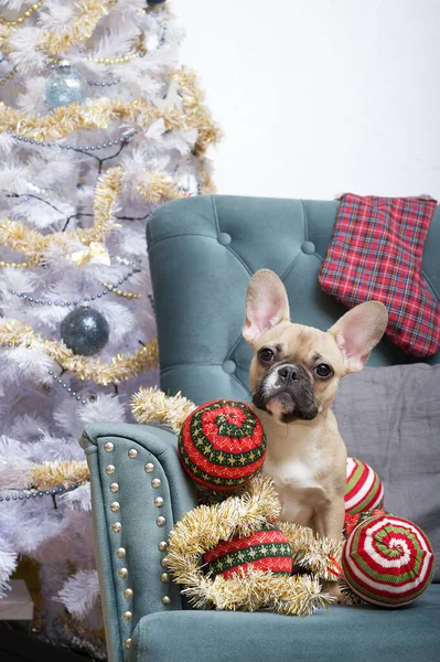 A bulldog dog with a lot of Christmas toys sits next to a smart Christmas tree in an armchair among a festive elegant interior. The dog is waiting for gifts for the New Year.