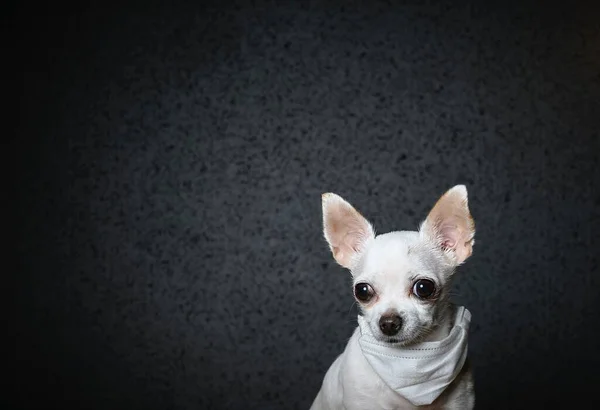 A small dog of the Chihuahua breed looks thoughtfully to the side. A white gauze bandage is hanging around the neck to protect against the virus. Black background, studio