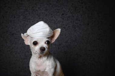 Close-up portrait. A small dog of Chihuahua breed sits and looks away. A white gauze bandage is put on the dog head to protect against a virus that looks like a cap. Black background, studio