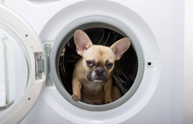 Purebred french bulldog puppy with a black muzzle looks with interest from the metal drum of a white washing machine located in a bathroom with white ceramic tiles on the walls. High quality photo.