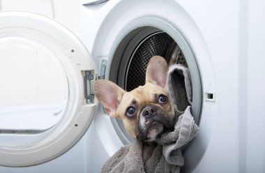 A dog breed French bulldog with black big eyes looks out in panic from an open washing machine lying among various things after washing.