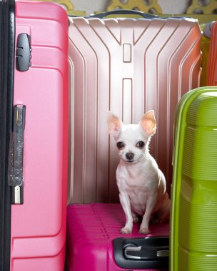 Purebred white Chihuahua with a funny muzzle with big black eyes sits posing against the background of coloured suitcases at the rose one up and attentively looks into the camera. Studio photo 