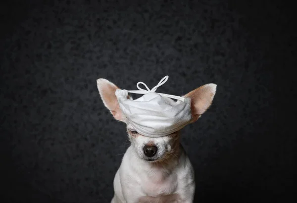 Close-up portrait. A small chihuahua dog is sitting with his eyes closed. A white gauze patch came over my eyes to protect me from a virus that looked like a cap. Black background, studio