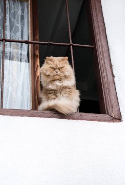 Purebred red headed cat with big eyes nose and ears with a cheerful funny muzzle posing attentively to the camera from the wooden window on the structure white wall. High quality photo.