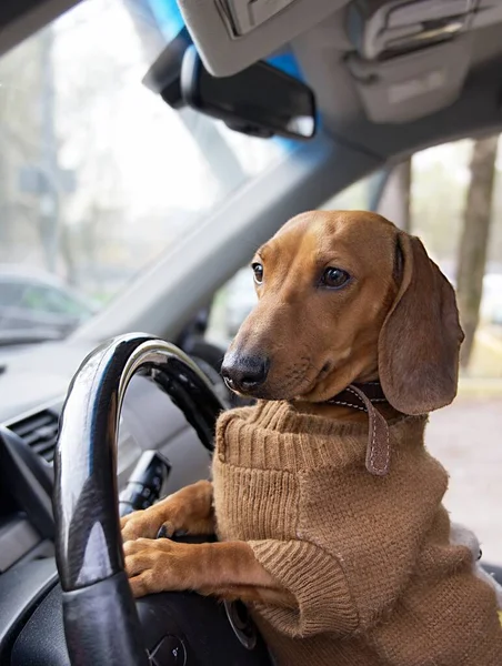 A hunting dog of the Dachshund breed in warm clothes sits at the wheel of a car with an open side door and looks thoughtfully into the distance. The dog poses while sitting in the car behind the wheel.