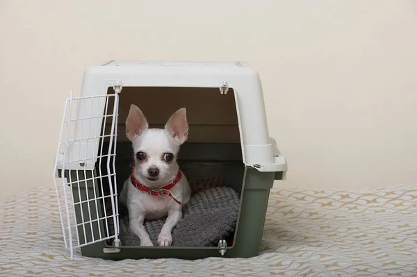 A dog carrier in which a small white Chihuahua dog lies and looks intently into the camera. The dog is ready to travel.
