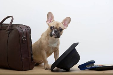 French bulldog breed dog sits next to a leather business briefcase and looks intently at the camera, and next to it is an upside-down black hat and an accounting calculator. Studio photo of a young dog with an expressive muzzle.
