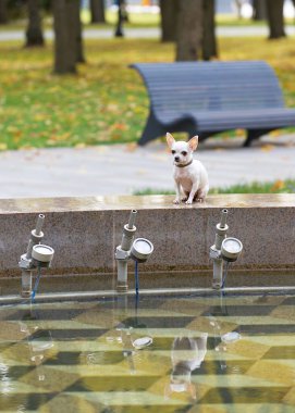 Ağızlığında gülümsemesi olan küçük, şirin bir safkan beyaz chihuahua köpeği dinleniyor ve suyun gri yüzeyinin yanındaki büyük taştan fıskiyenin yanında poz veriyor. Bankın arka plan olarak görünümü.