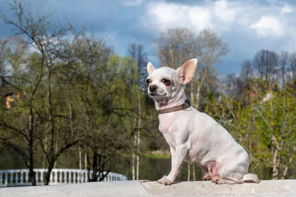 A small white Chihuahua dog poses while walking outdoors against the backdrop of trees with green foliage in a city park and lake. Photo of a dog sitting outside on a sunny day.