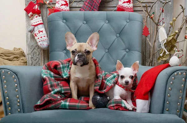 Two dogs - a French bulldog and a chihuahua are sitting among the Christmas decorations in a festive interior in a cozy armchair, covered with a warm blanket of traditional colors.