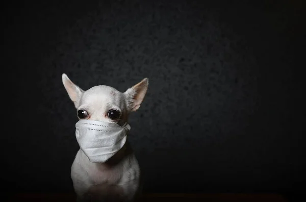 Close up portrait of a small chihuahua dog. On the face of the dog is a white gauze bandage to protect against the virus. Black background, the dog is sad looking to the side