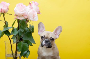 A bouquet of spectacular pink roses and a French bulldog looking directly at the camera while sitting against a yellow studio background. Lots of space for text.