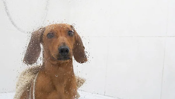 The transparent glass door to the shower cabin is covered with drops of water, behind which a dachshund hunting dog with a washcloth sits and carefully looks into the camera. The dog poses in the bathroom during water procedures.