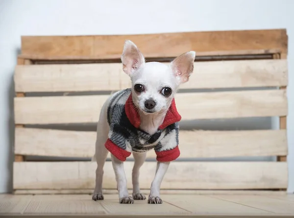 A small purebred white chihuahua dog with funny muzzle wears in warm plaid suit for winter standing next to the wooden wall at the cozy farm house and posing to the camera. Studio photo of funny dog.