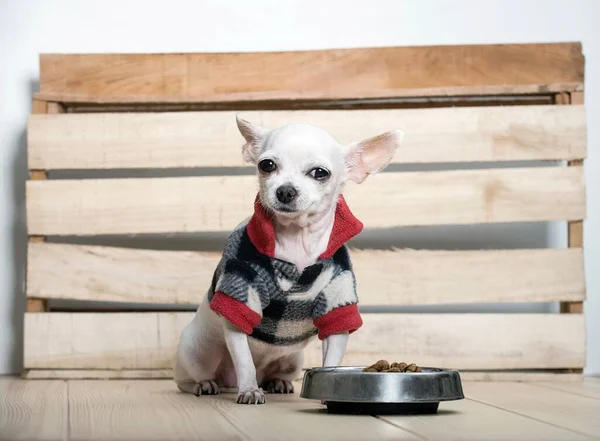 A small purebred white chihuahua dog with funny muzzle wears in warm plaid suit for winter sitting next to the wooden wall at the cozy farm house and posing to the camera. Studio photo of funny dog.