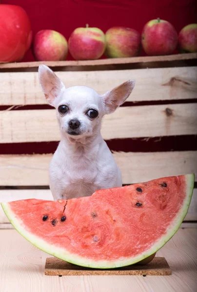 A small white chihuahua dog poses near a large piece of ripe watermelon among different fruits on a kitchen table against a wooden wall as a background. The dog looks at the camera with a smile.