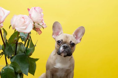A bulldog dog sits with a bouquet of spectacular roses, carefully looking straight into the camera. Yellow studio background and place for text.
